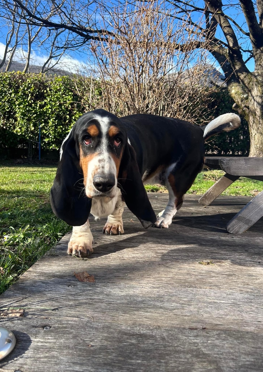 Cadre Personnalisé 3D Pour Photo De Chien Teckel (10x8 Pouces) - Livraison Gratuite